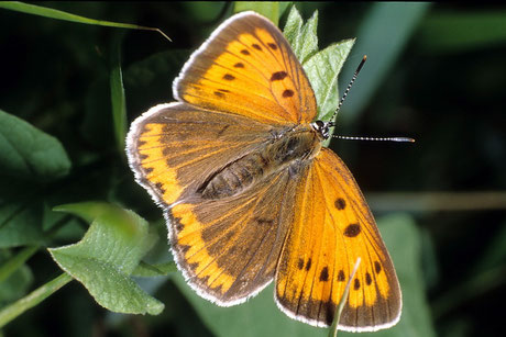 Großer Feuerfalter Lycaena dispar