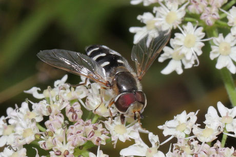 Späte Großstirnschwebfliege (Scaeva pyrastri)