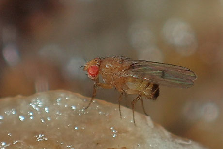 Taufliegen (Fruchtfliegen) (Drosophilidae)