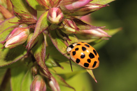 Asiatischer Marienkäfer (Harmonia axyridis) 5