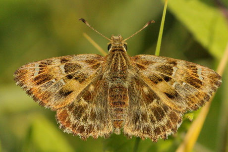 Malven-Dickkopffalter (Carcharodus alceae)