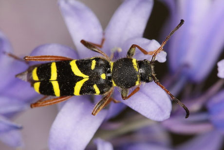 Gemeiner Widderbock  (Clytus arietis)