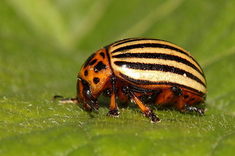 Blattkäfer (Chrysomelidae) 