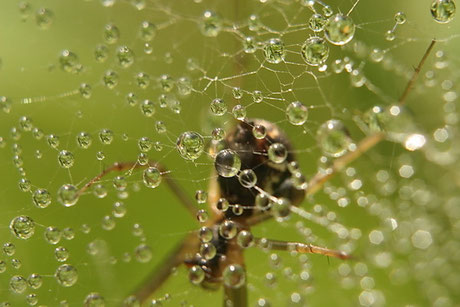 Baldachinspinnen (Linyphiidae)