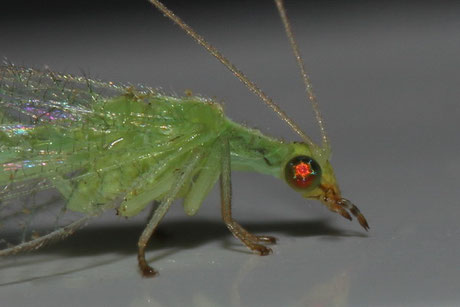 Netzflügler (Neuroptera)