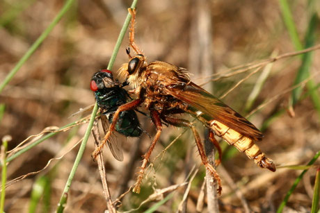 Foto: Heide bei Haltern am See