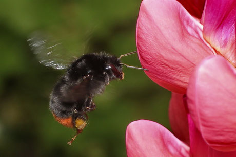 Steinhummel (Bombus lapidarius)