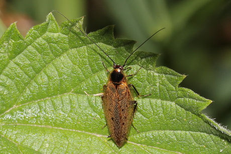 Gemeine Waldschabe (Ectobius lapponicus) 