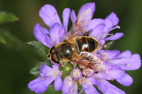 Gemeine Keilfleckschwebfliege(Eristalis p...)