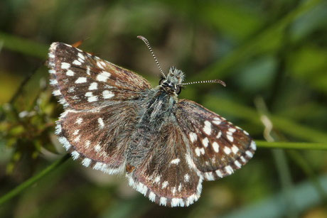 Kleiner Würfel-Dickkopffalter (Pyrgus malvae)