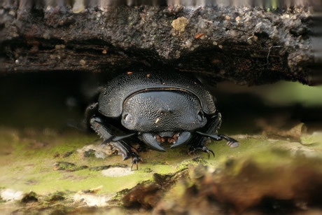 Balkenschröter (Dorcus parallelipipedus)