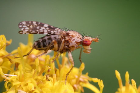 Hornfliegen  (Sciomyzidae)