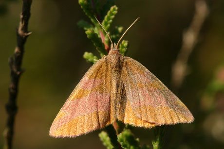 Knöterich-Purpurspanner (Lythria purpuraria)