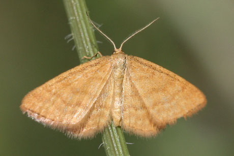 Knöterich-Purpurspanner (Lythria purpuraria)