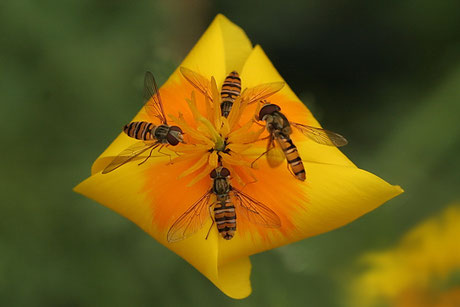 Hainschwebfliege (Episyrphus balteatus)