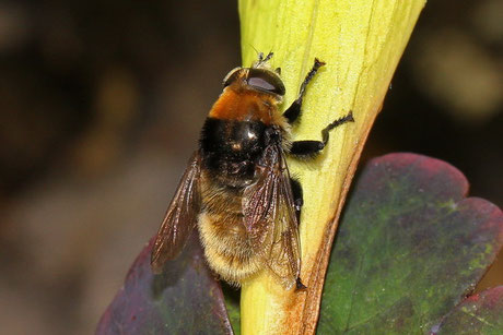 Narzissenschwebfliege (Merodon equestris)