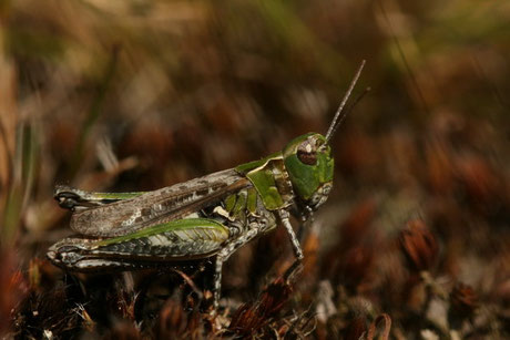 Gefleckte Keulenschrecke  Myr.maculatus