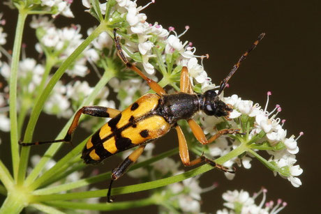 Gefleckter Schmalbock (Rutpela maculata)