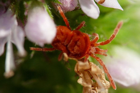 Rote Samtmilbe (Trombidium holosericeum)