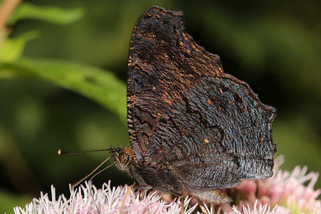 Tagpfauenauge  (Inachis io)