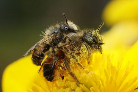 Gehörnte Mauerbiene  (Osmia cornuta)