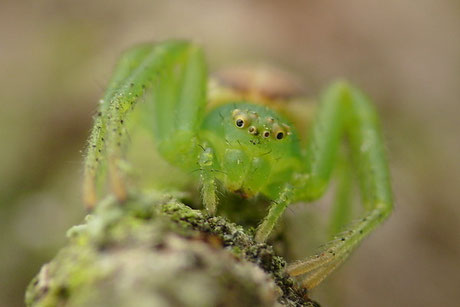 Krabbenspinnen (Thomisidae) 