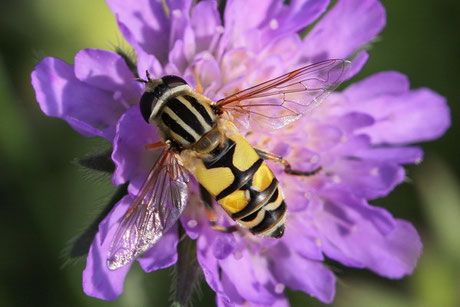 Grosse Sumpfschwebfliege (H.trivittatus) 