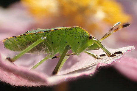 (Focus stacking)