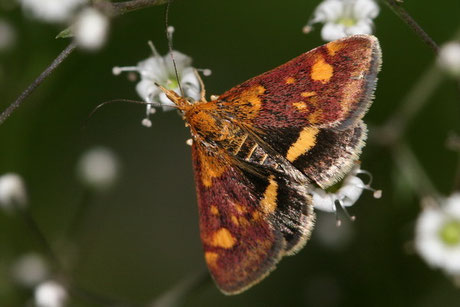 Purpurroter Zünsler (Pyrausta purpuralis) 