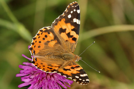 Distelfalter (Vanessa cardui)