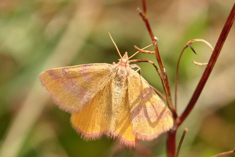 Knöterich-Purpurspanner (Lythria purpuraria)