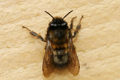 Gemeine Pelzbiene (Anthophora plumipes)