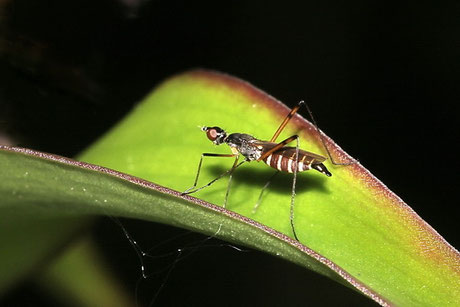 Stelzenfliegen (Micropeza corrigiolata)