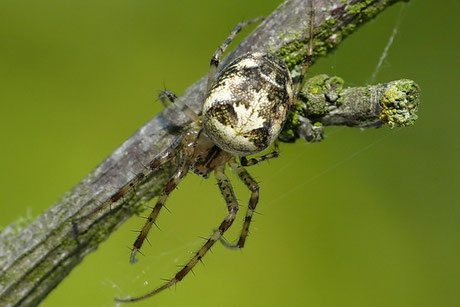 Herbstspinne (Metellina segmentata) 