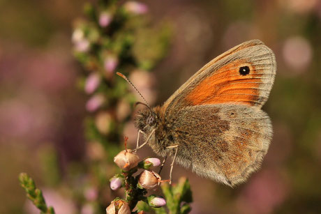 Kleines Wiesenvögelchen (Coenonympha pamphilus)