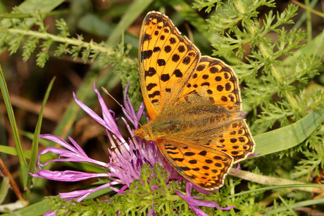 Großer Perlmutterfalter (Argynnis aglaja)