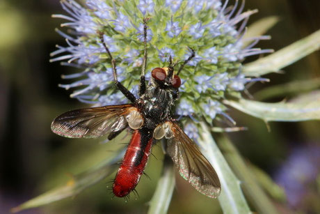 Raupenfliegen (Tachinidae)