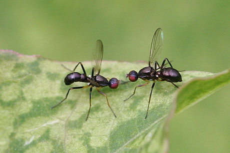 Schwingfliege (Nemopoda nitidula) 