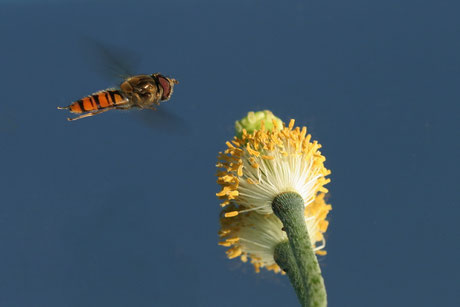 Hainschwebfliege (Episyrphus balteatus)