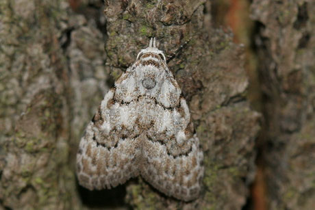 Hainbuchen-Kleinbärchen (Nola confusalis)