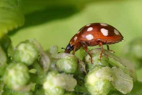 Vierzehntropfiger Marienkäfer 