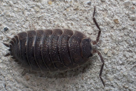 Kellerassel (Porcellio scaber)