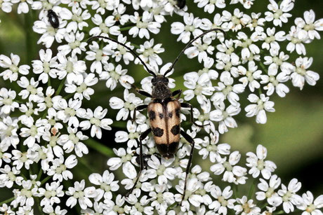 Gefleckter Blütenbock (P. cerambyciformis)