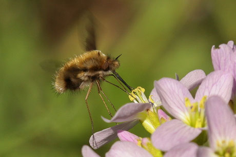 Großer Wollschweber (Bombylius major)