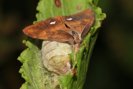 Schlehen-Bürstenspinner (Orgyia antiqua)