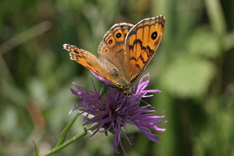 Braunauge  Lasiommata maera