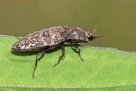 Mausgrauer Sandschnellkäfer (A. murinus)