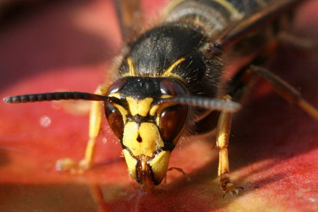 Mittlere Wespe (Dolichovespula media)