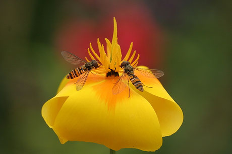 Hainschwebfliege (Episyrphus balteatus)