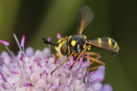 Vierstreifige Dickkopffliege (C.quadrifasciatus)